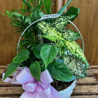 Planter LD-2