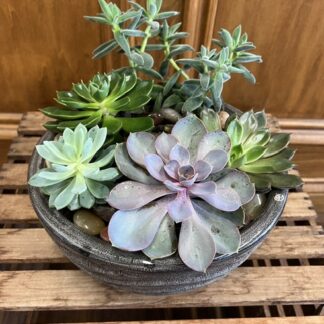 Succulent Garden