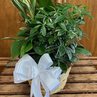 Planter LD-1