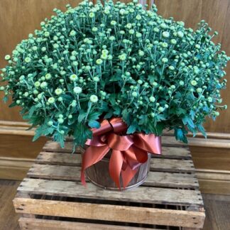 Bushel Mum