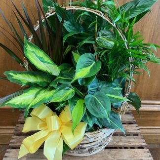 Planter LD-5