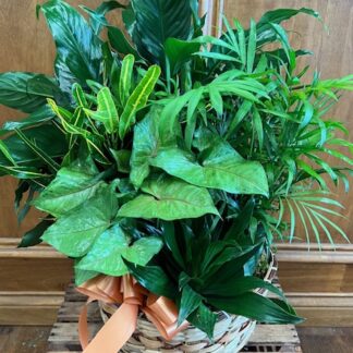 Planter LD-7