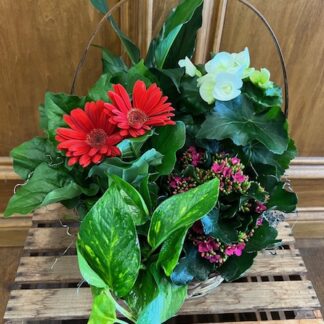 Lutz Beautiful Blooming (BB3)