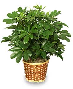 Scheffelera