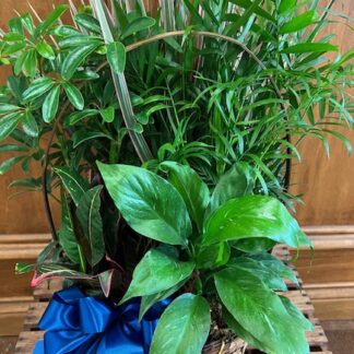 Planter LD-6