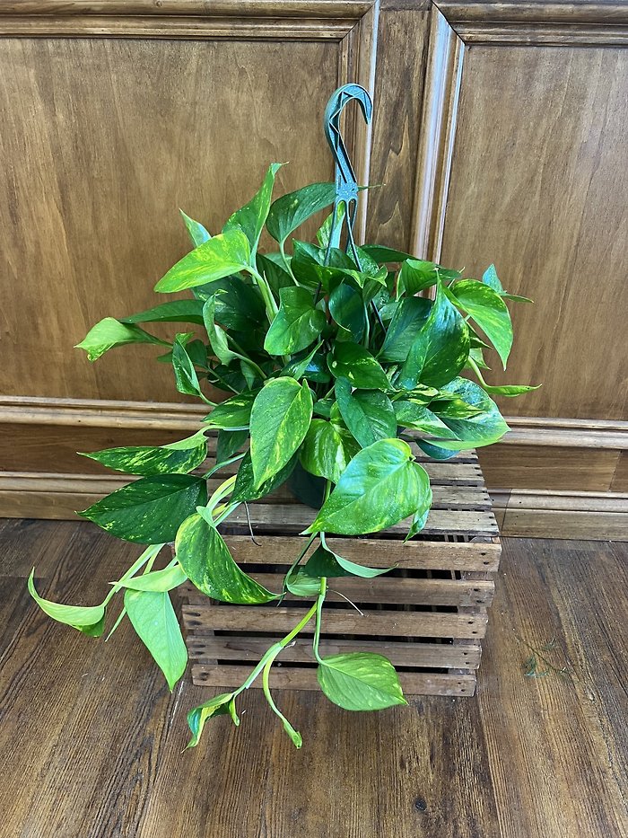 Pothos Hanging Basket