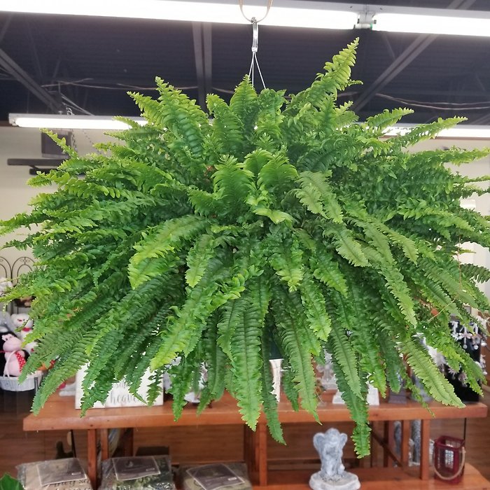 Boston Fern