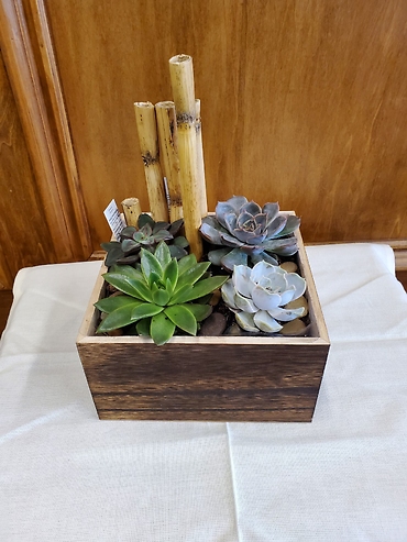Succulent Box