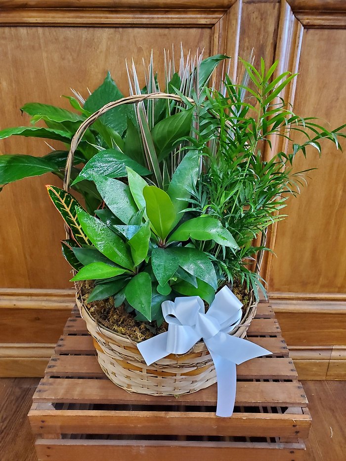 Planter LD-8