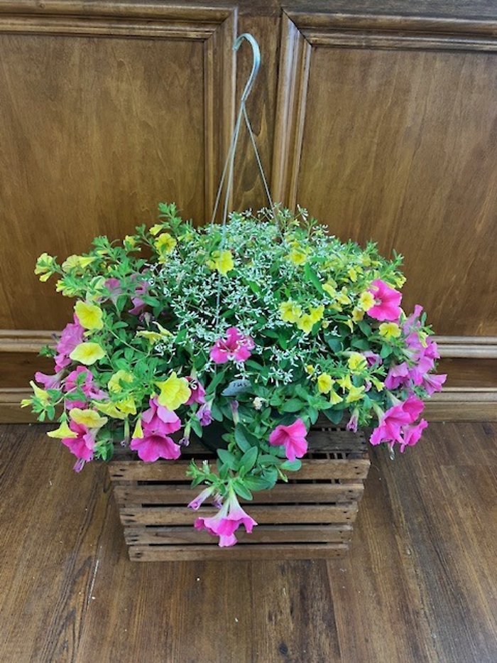 10 inch Hanging Basket
