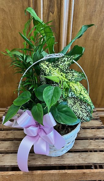 Planter LD-2