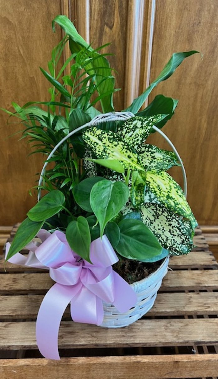 Planter LD-2
