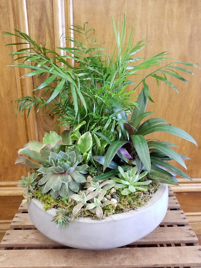 Impressive Succulent Display
