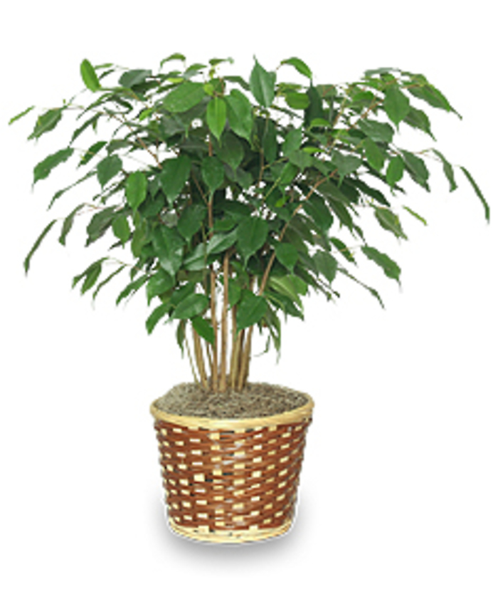 Ficus Tree