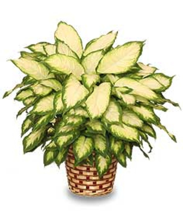 Diffenbachia