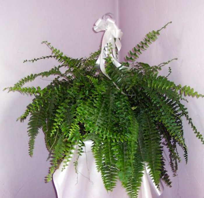 Fern