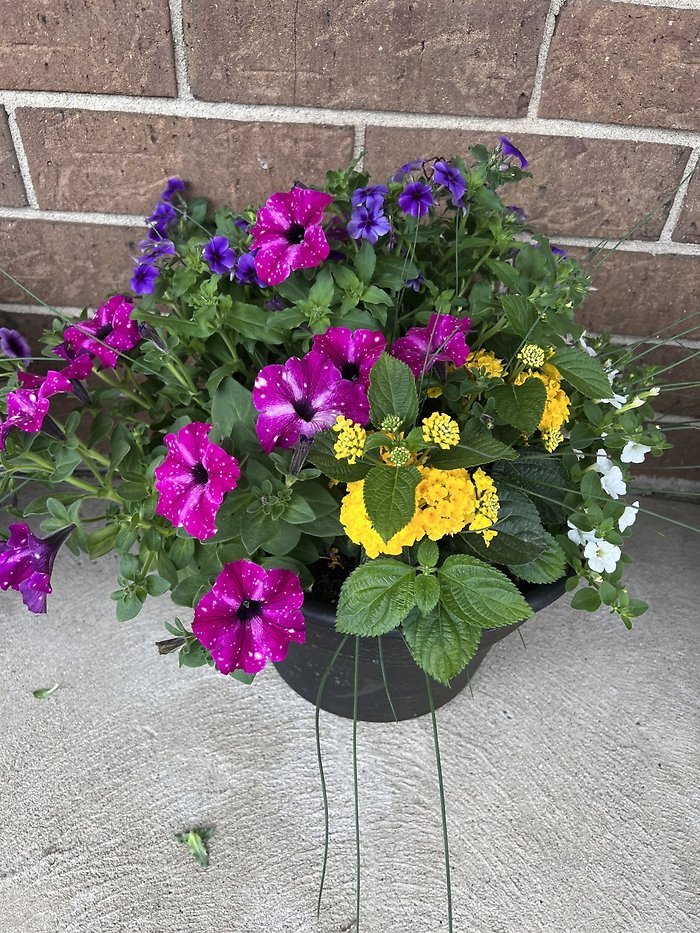 Lutz 13\" Solid Band Patio Pot