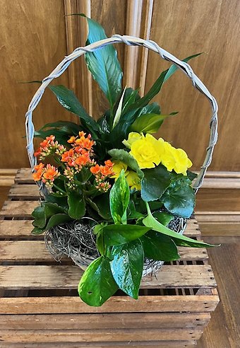 Lutz Beautiful Blooming (BB2)