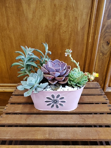 Spring Succulents