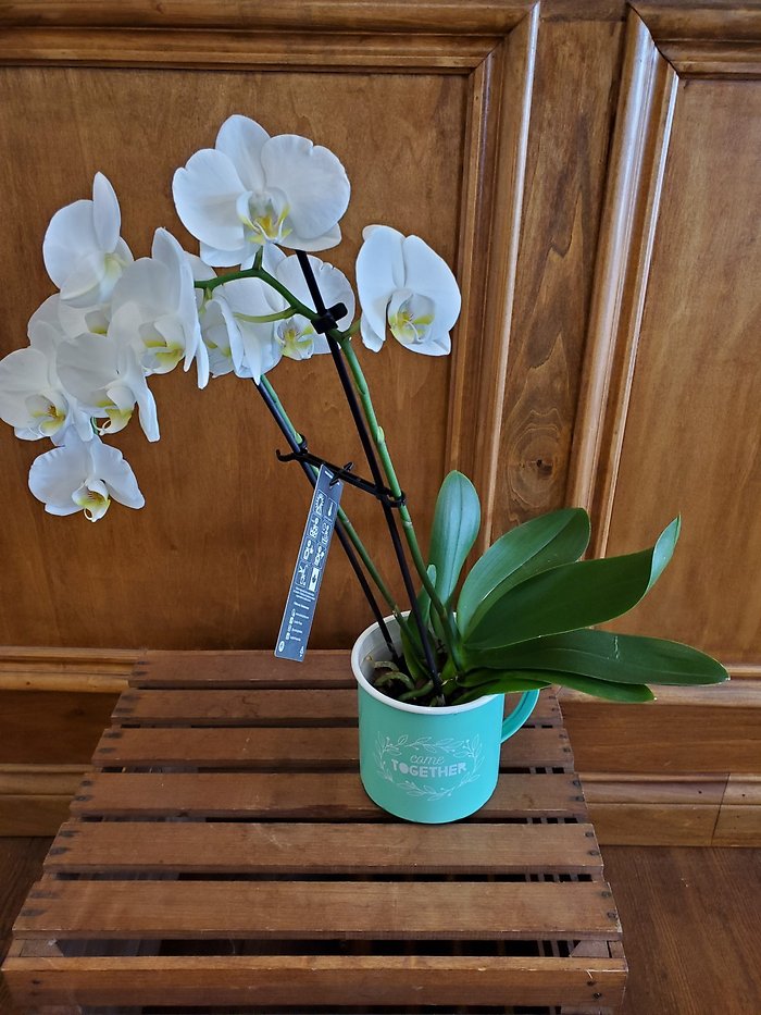 Phalaenopsis Orchid