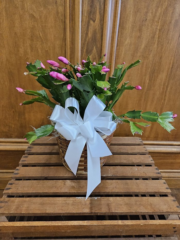 Lutz Holiday Cactus
