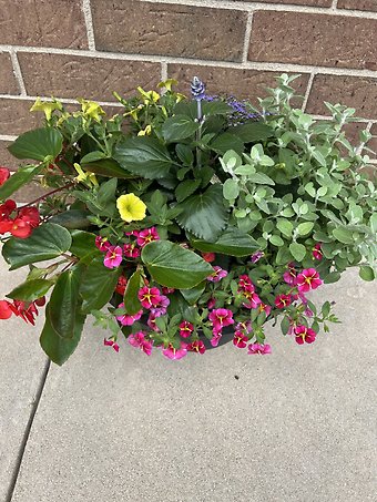 Lutz 14\" Large Terracotta Patio Pot