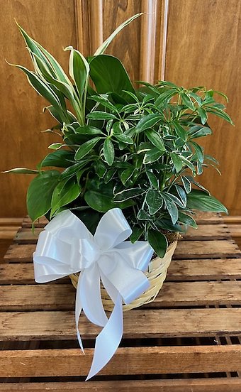 Planter LD-1