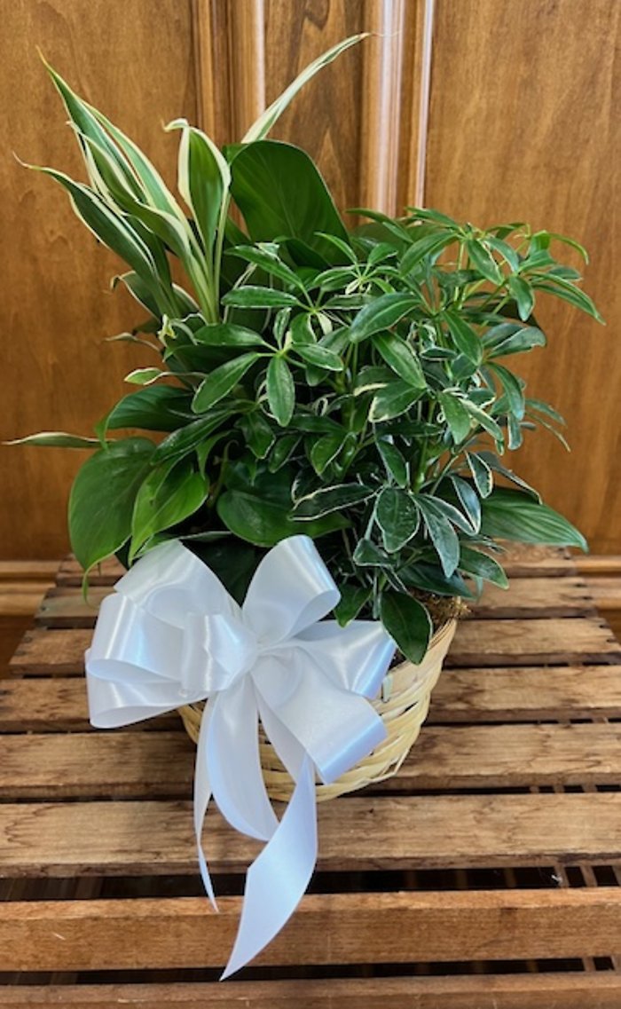 Planter LD-1