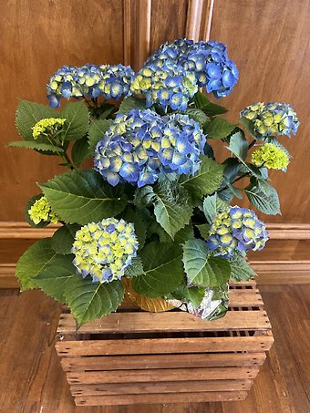 Potted Hydrangea