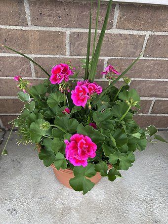 Lutz 12\" Geranium Patio Pot