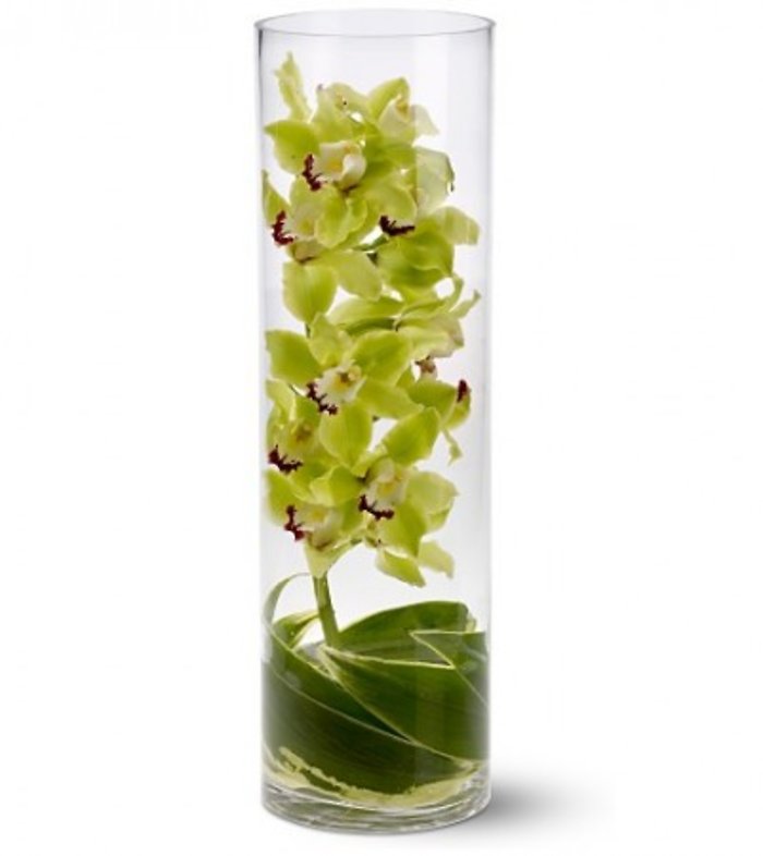 Zensational Orchids