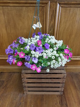 12 inch Hanging Basket