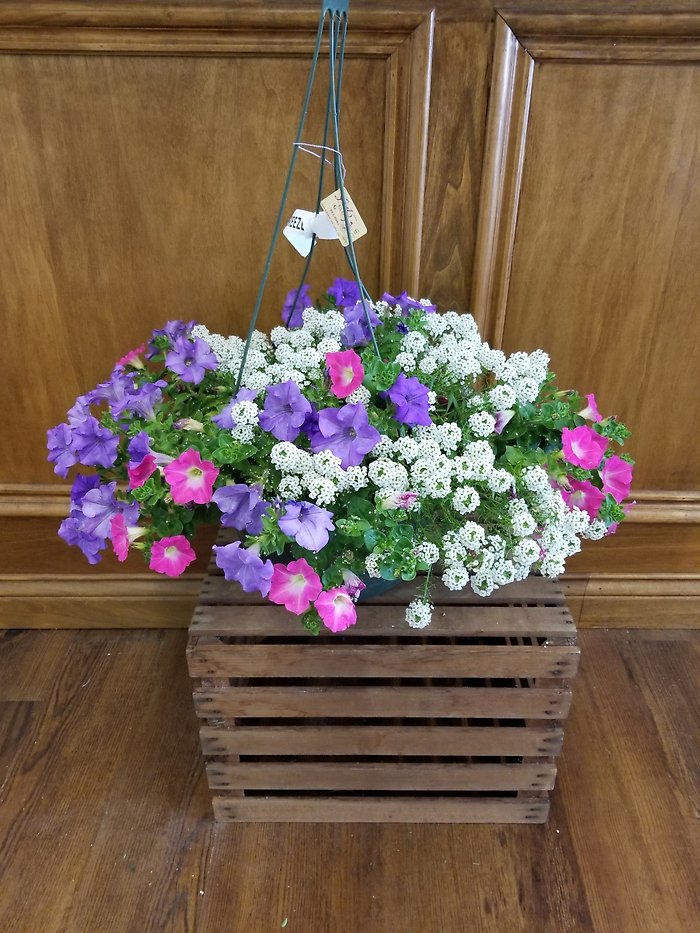 Hanging Basket