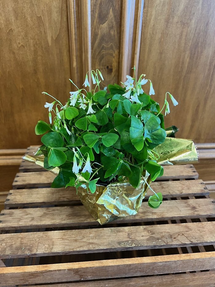 Lucky Shamrock