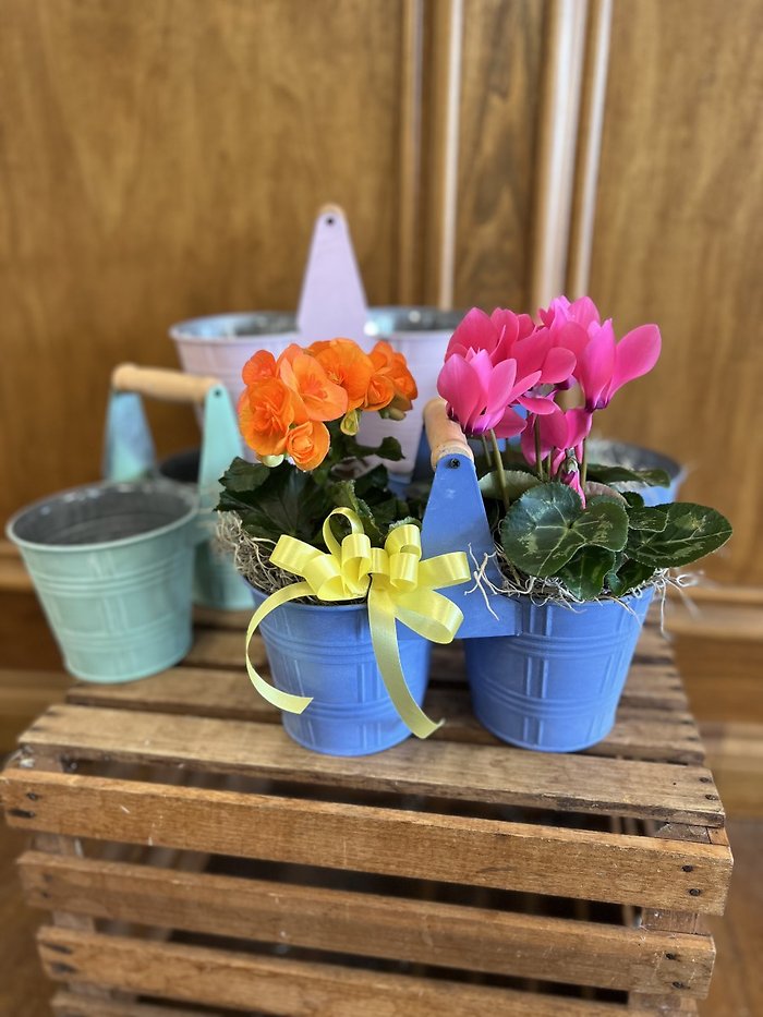 Spring Blooms