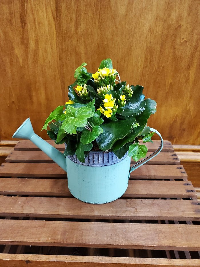 Watercan Planter