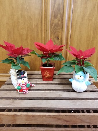 Assorted Mini Poinsettias