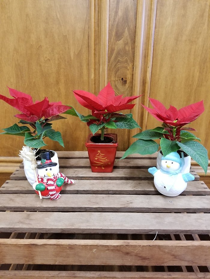 Assorted Mini Poinsettias