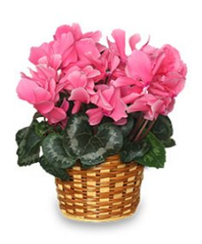 Cyclamen