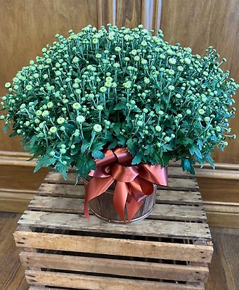 Bushel Mum