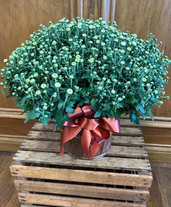 Bushel Mum
