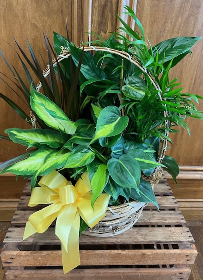 Planter LD-5
