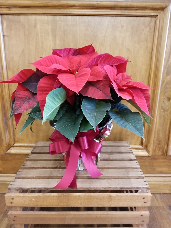 Poinsettia