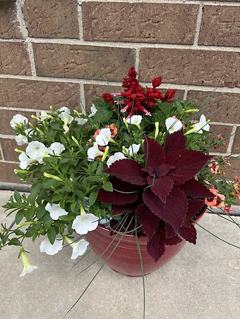 Floor Plants/Hanging Baskets