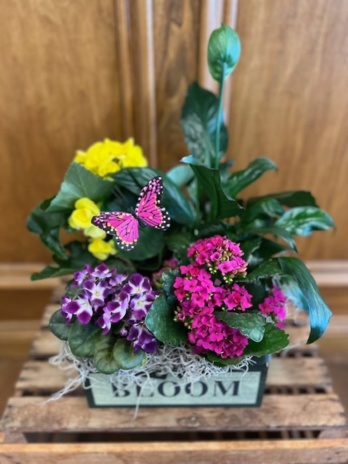 Vibrant Blooms Garden box