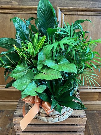 Planter LD-7