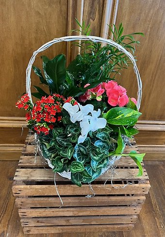 Lutz Beautiful Blooming (BB4)