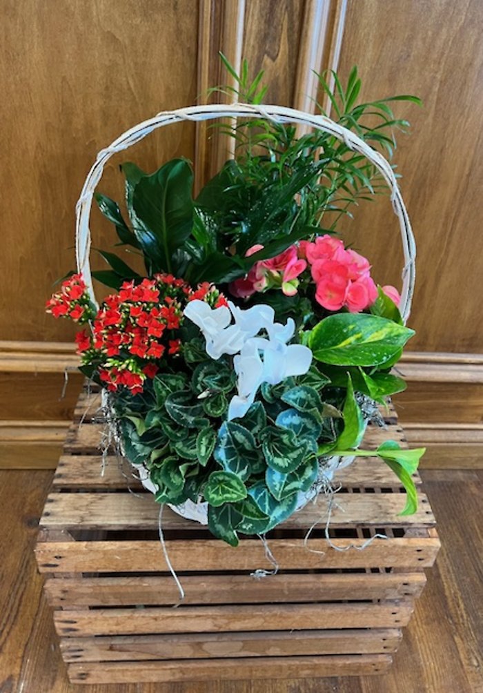 Lutz Beautiful Blooming (BB4)