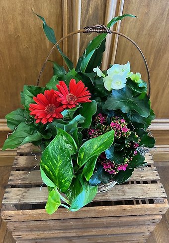 Lutz Beautiful Blooming (BB3)