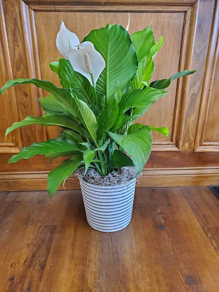 Peace Lily Floor Plant